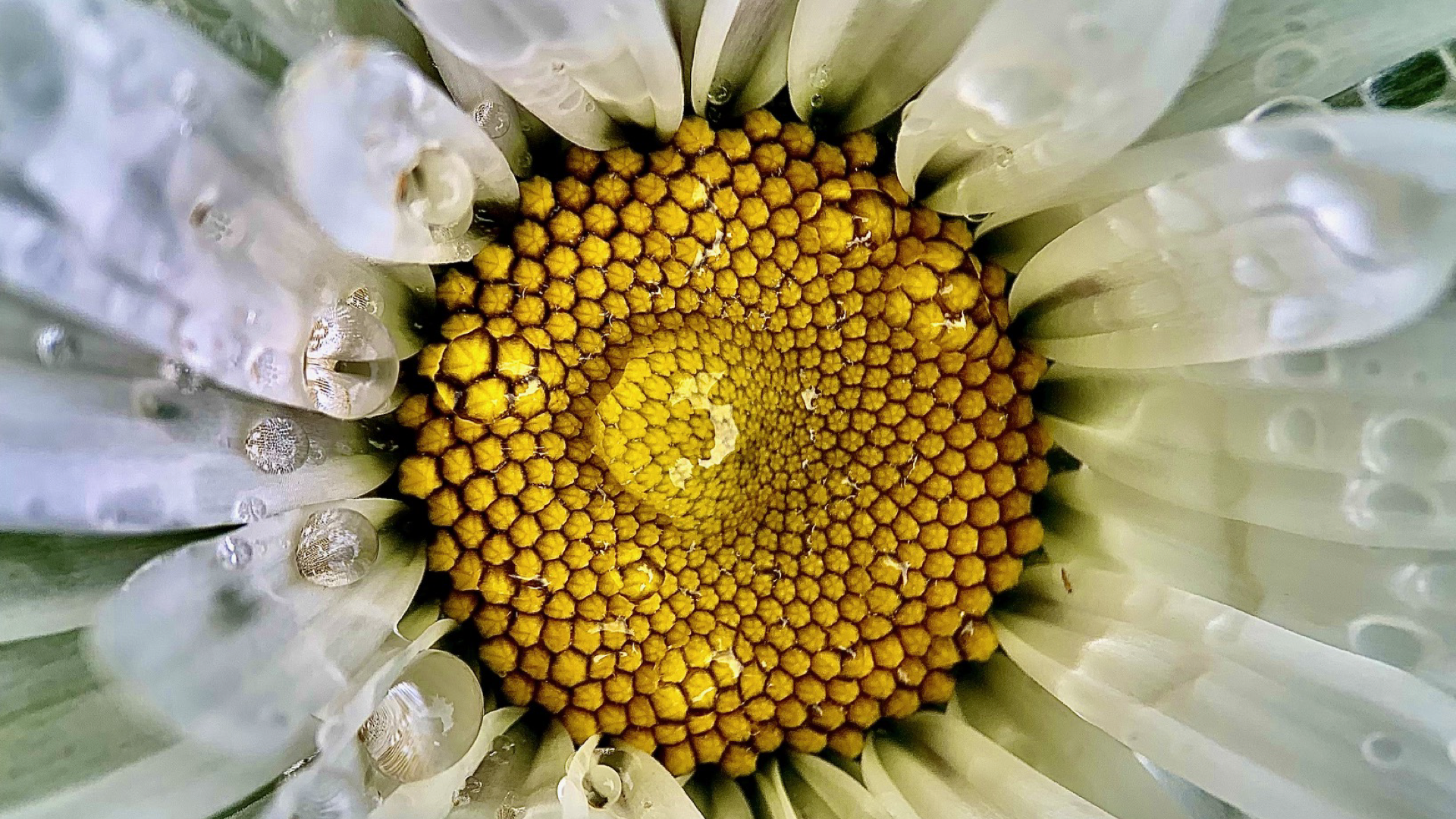 ?June Daisy.?001
