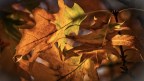 *Autumn Deanery Newsletter